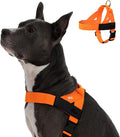 DF Co. Dog Harness | Chafe Resistant Webbing, Adjustable Neck & Chest, and Heavy Duty D-Ring | Sturdy, Comfortable, Easy to Use | Hi-Vis Orange, Size XS