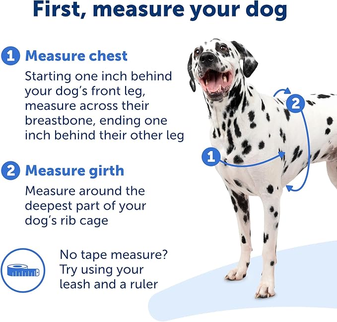 PetSafe Easy Walk Harness for Dogs - Pull-Free Walks - Patented Martingale Loop Design - Front Chest Leash Attachment - Comfort Straps - Breathable Harness Design - Medium, Teal/Gray