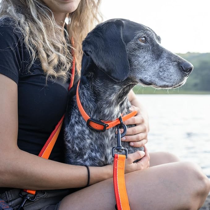 Hands Free Dog Leash - Waist or Shoulder Leash for Walking and Hiking with Medium and Large Dogs, Adjustable 4 to 6 FT Outdoor Bungee Lead with Traffic Handle by Nuvuq (18-120 lbs, Orange)