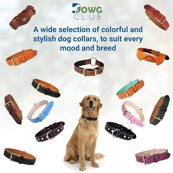 Genuine Leather Dog Collar | Full Grain, Heavy Duty, Comfortable, Padded, Strong | Best for Pups, Small, Medium, Large & XL Breeds (X-Large (Fit Neck Size 22"-26"), Blue)