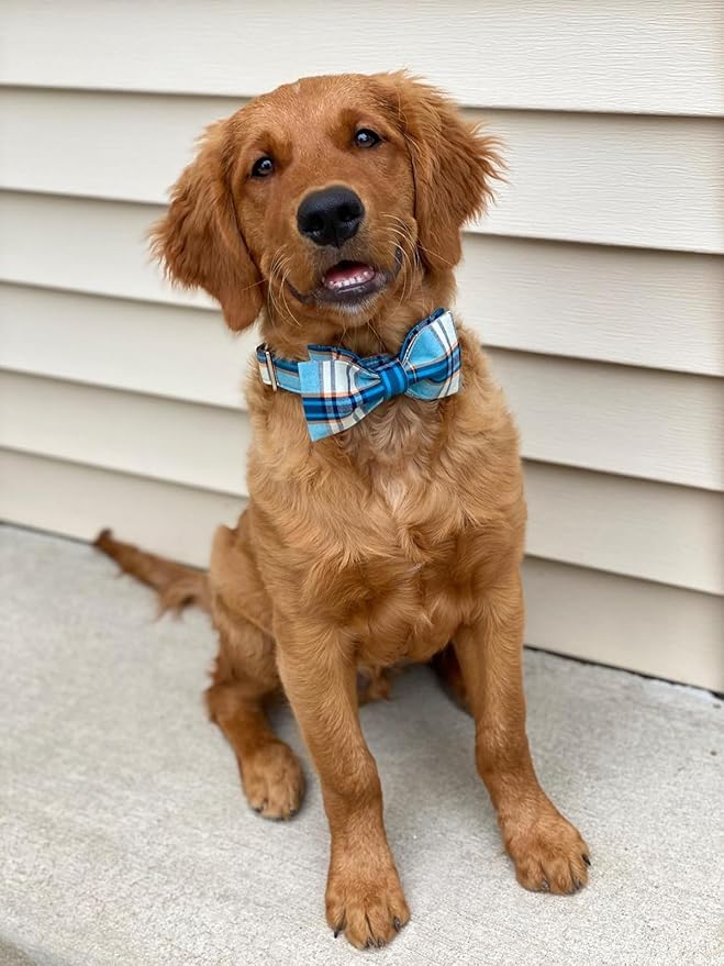Lionet Paws Boy Dog Collar with Bowtie, Comfortable Adjustable Cute Blue Plaid Bow Tie Collar for Male Dogs Gift, XLarge, Neck 16-26 inches