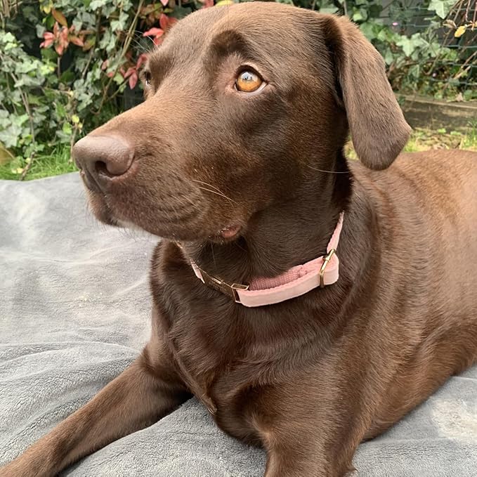PETDURO Custom Dog Collar Personalized with Name Engraved Quick Release Rose Gold Metal Buckle for Large Medium Small Girl Dogs - Dog Leash and Bow Tie Available - Soft Comfy Velvet (Pink, S)