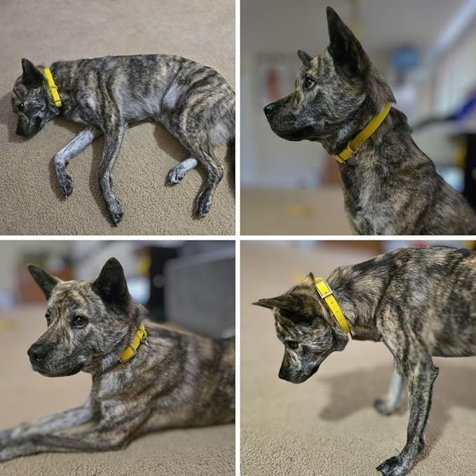 Waterproof Dog Collar, Soft Comfortable Pet Collars, Adjustable Odor Proof Heavy Duty Dog Collars Easy to Clean for Large, Medium Small Dogs by Bee N Buu (Yellow, Large (length15.5-19.5", Width 1"))