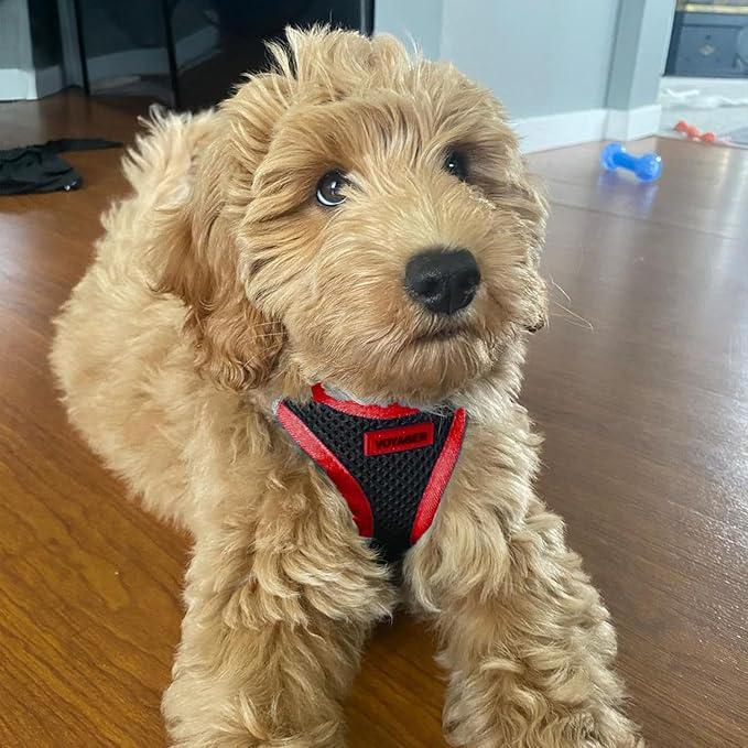 Best Pet Supplies - All Weather Mesh/Plush, Reflective, No Pull Harness for Small, Medium Dogs, Cats - Secure with Hook & Loop Fastener, Buckle, Double D-Rings - Black/Red Trim, M
