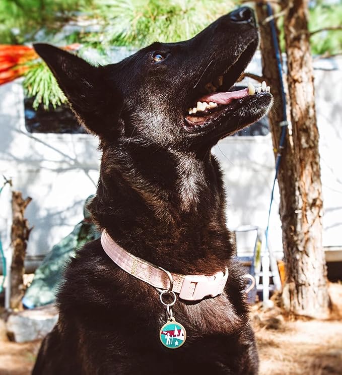 Dog Tag Art Trail Mix Lupine Pattern Personalized Pet ID Tag for Dogs and Cats, Silent Polymer Coated Stainless Steel Nametag wit Customized Identification Information, Small .875" Diameter