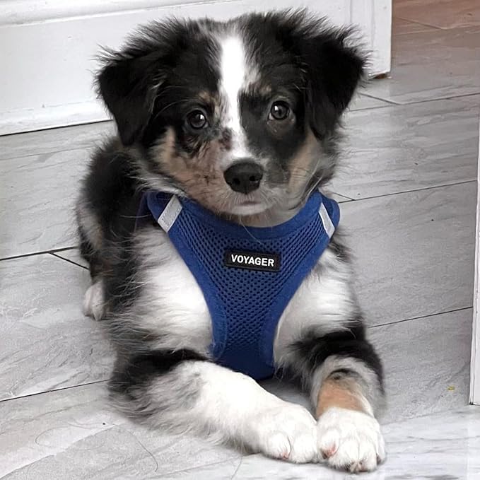 Best Pet Supplies Voyager Step-in Air Harness - All Weather Mesh, Reflective, No Pull Harness for Dogs, Cats - Secure with Hook & Loop Fastener, Buckle, Double D-Rings - Royal Blue, L
