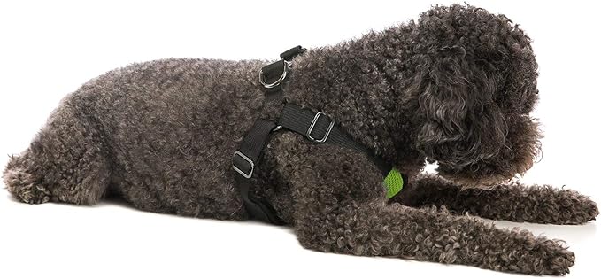 Gooby - Comfort X Step-in Harness, Choke Free Small Dog Harness with Micro Suede Trimming and Patented X Frame, Green, X-Large