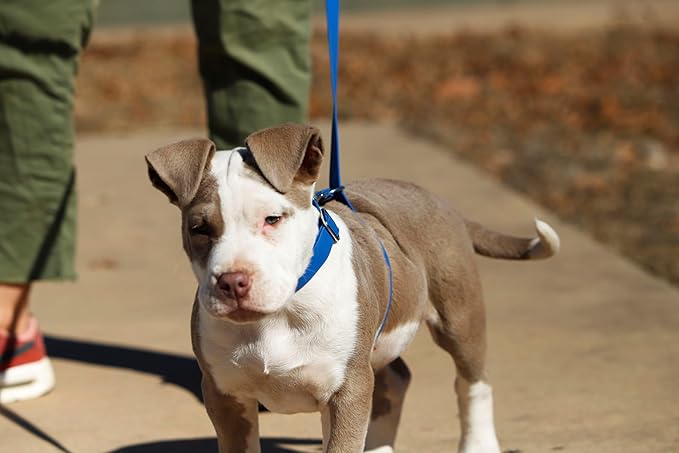 No-Pull Dog Leash, Chew Resistant, Waterproof, Durable PVC Material, Multiple Colors and Sizes (Blue, Large)