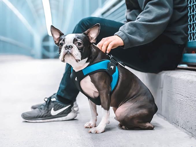 Gooby - Escape Free Easy Fit Harness, Small Dog Step-in Harness for Dogs That Like to Escape Their Harness, Turquoise, Medium