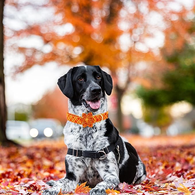 Elegant Tail Fall Little Dog Collar, Halloween Plaid with Flower Girl Boy Pet Collar for X-Small Dogs