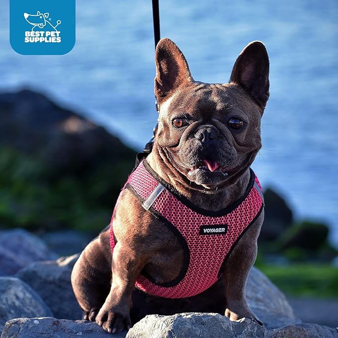 Best Pet Supplies - All Weather Mesh/Plush, Reflective, No Pull Harness for Small, Medium Dogs, Cats - Secure with Hook & Loop Fastener, Buckle, Double D-Rings - Black/Red Trim, M