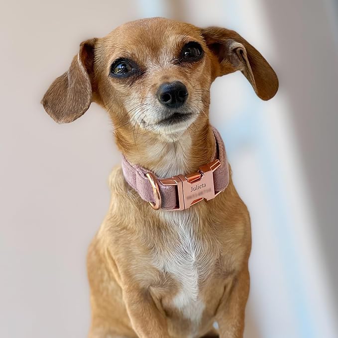 PETDURO Custom Dog Collar Personalized with Name Engraved Rose Gold Metal Buckle for Large Medium Small Girl Dogs - Dog Leash and Bow Tie Available - Soft Comfy Velvet (Champagne Pink RG, S)