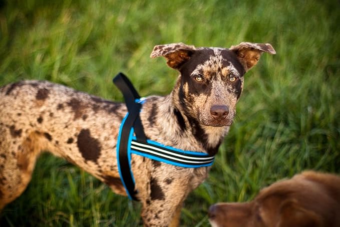 ComfortFlex Sport Dog Harness – No-Choke, Fully Padded, Non-Chafing Harness with Control Handle – Reflective, Lightweight, Adjustable for Active Dogs - XXLarge, Kelly Green