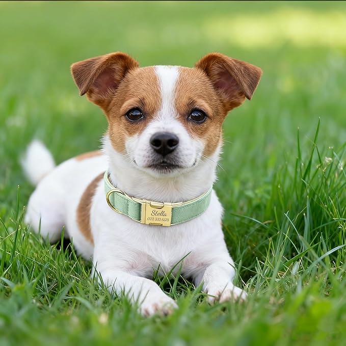 Personalized Velvet Dog Collar with Name & Phone Custom Dog Collar Personalized Name and Phone Number, Custom Collar Leash for Dogs, Engraved Metal Buckle Collar (Style - C)