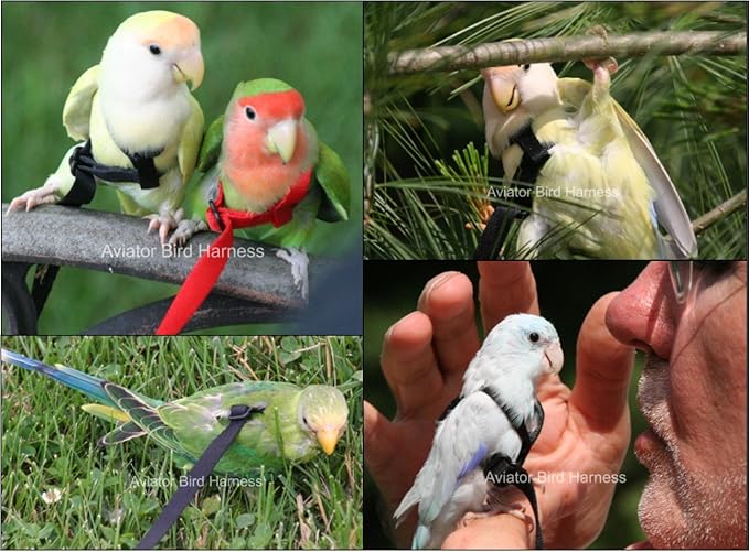 The AVIATOR Pet Bird Harness and Leash: Mini Blue