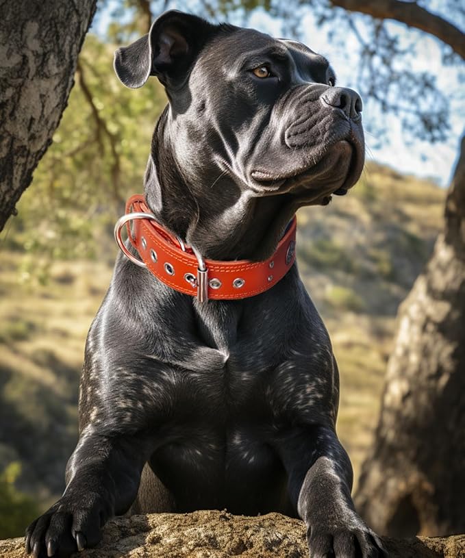 Leather Dog Collar, 2 inches Wide Heavy Duty Genuine Leather Collars, Handmade, Soft, and Luxury, Eye-catching Best Choice for Large and Medium Breed Dogs, Orange 18.5-22.5 in