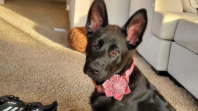 Elegant little tail Pink Girl Dog Collar for Female Dogs, Pet Collar Adjustable Dog Collars with Flower Gift for Small Dogs and Cats