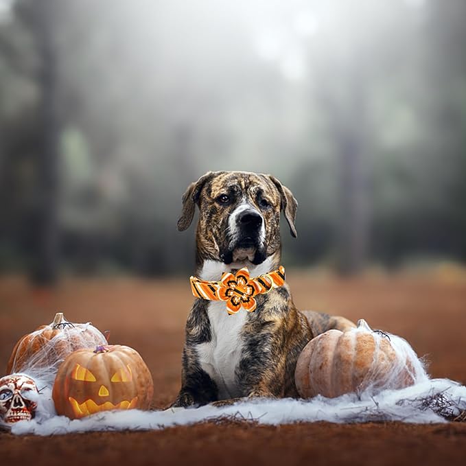 Elegant little tail Halloween Dog Collar, Orange Stripe Dog Collar with Flower Girl Boy Pet Collar Dog Flowers Holiday Soft Durable Pet Collar for Medium Dogs