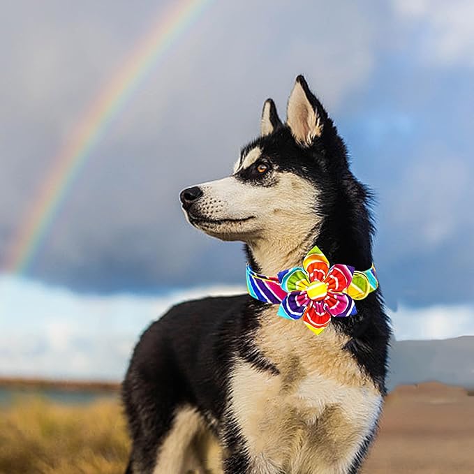 Lionheart glory Rainbow Dog Collar with Flower Colorful Summer Dog Flower Collar Heavy Duty Adjustable Pride Collars for Small Dogs Pet Gift Holiday