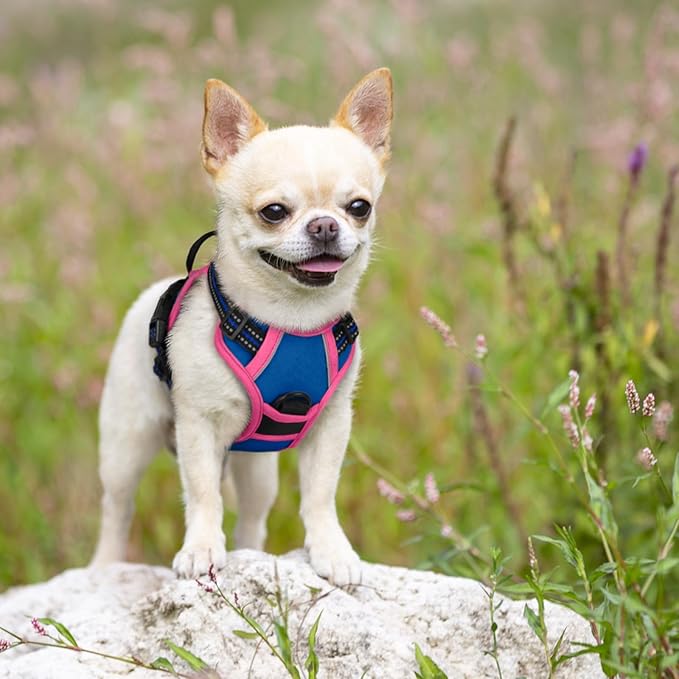 rabbitgoo Dog Harness No Pull with 2 Leash Clips, Adjustable Soft Padded, Reflective Oxford No Choke Pet Vest with Easy Control Handle for Large Dogs, Blue & Hot Pink, XS