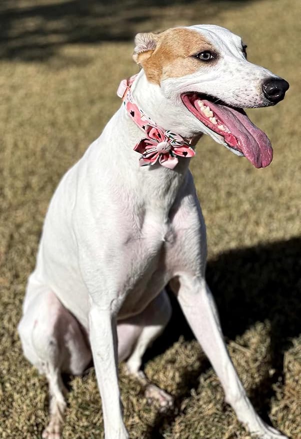 Elegant little tail Flower Girl Dog Collar for Female Dogs, Pet Collar Adjustable Dog Collars with Flower Gift for Medium Dogs