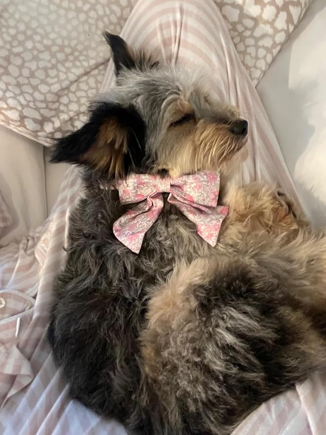 Lionet Paws Design Dogs Collar Cute Flower Sailor Bow Dog Collars for Girl Female Small Medium Dogs with Spring Floral XS