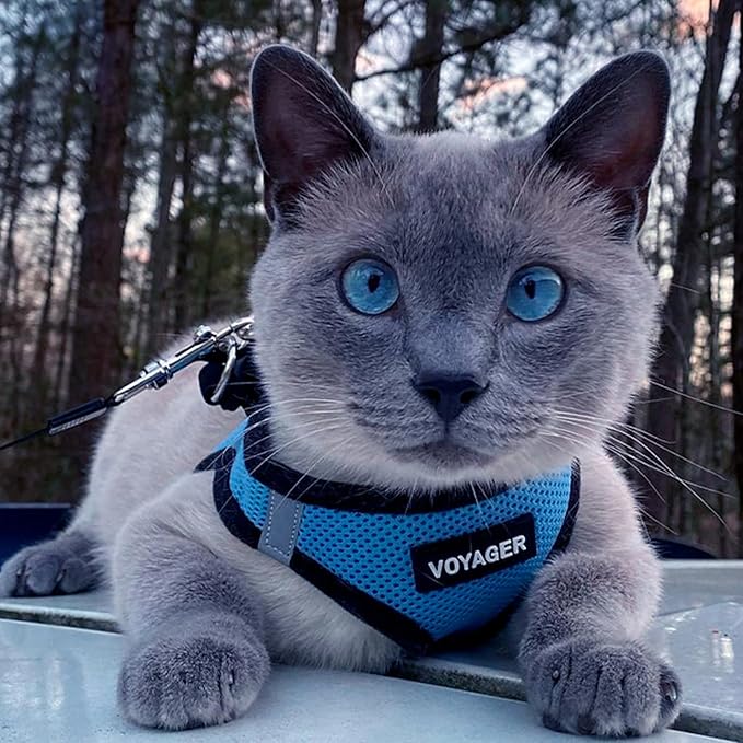 Best Pet Supplies - All Weather Mesh / Plush, Reflective, No Pull Harness for Small, Medium Dogs, Cats - Secure with Hook & Loop Fastener, Buckle, Double D-Rings - Baby Blue/Black Trim, XS