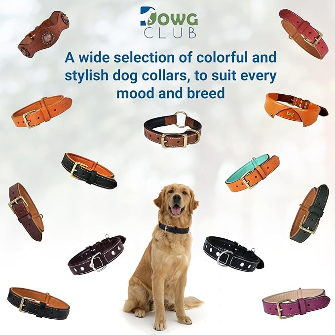 Genuine Leather Dog Collar | Full Grain, Heavy Duty, Comfortable, Padded, Strong | Best for Pups, Small, Medium, Large & XL Breeds (Large (Fit Neck Size 18.5"-22.5"), Teal Green)