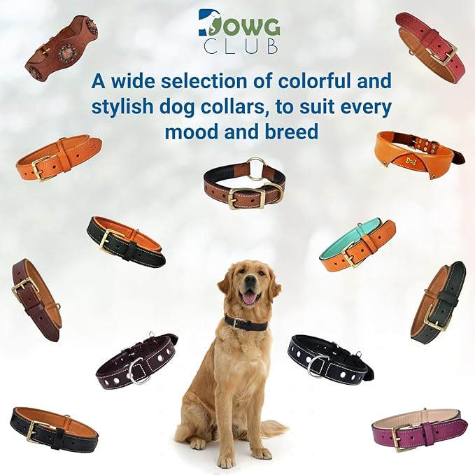 Leather Dog Collar | Leather Collar for Small Dogs, .75 Inch Wide Dog Collar Brown | Genuine, Full Grain, Heavy Duty, Comfortable, Inner Padding (Small (Fit Neck Size 11.5"-14.5"), Brown)