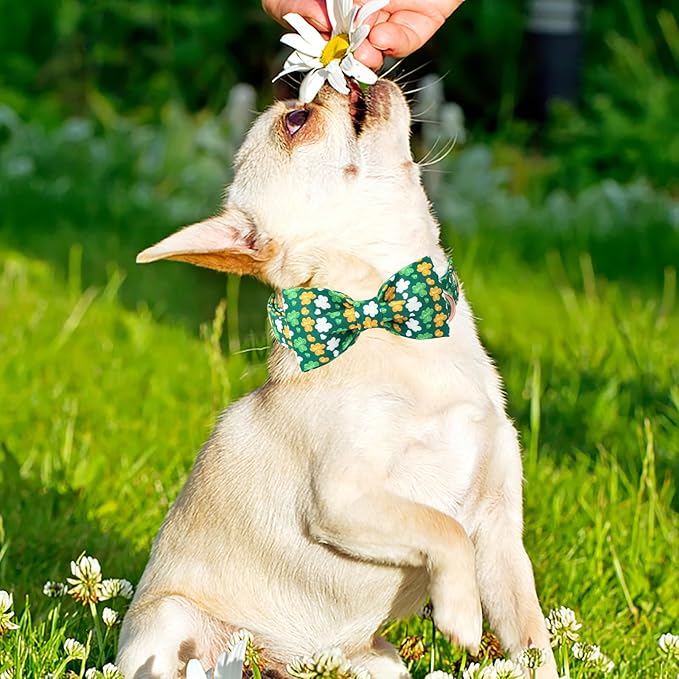 ARING PET St Patrick's Day Dog Collar, Cute Green Clovers Adjustable Shamrock Bowtie Pet Collar for Small Medium Large Girl Boy Dogs-M