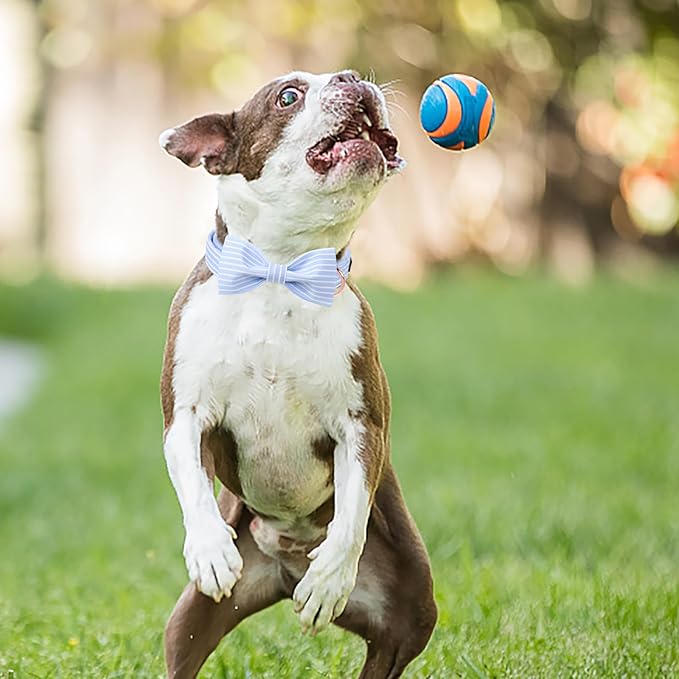 ARING PET Dog Collars with Bow, Blue Stripe Adjustable Bowtie Pet Collar with Metal Buckle for Small Medium Large Boy Girl Dogs-L