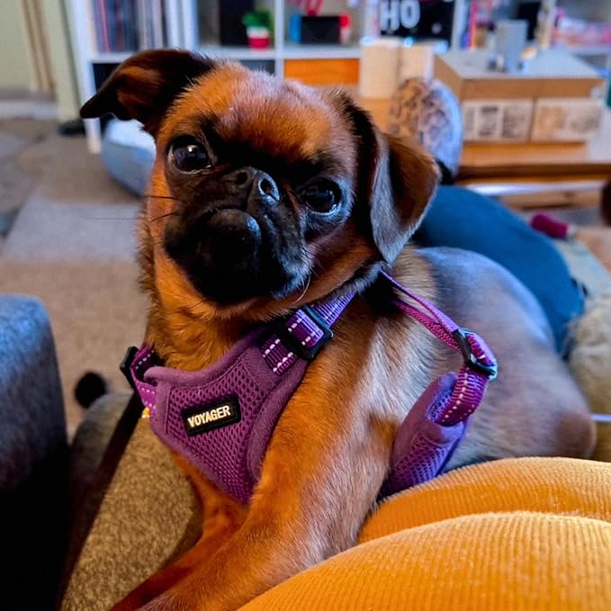 Best Pet Supplies Voyager Adjustable Step-in Flex Breathable Mesh Dog Harness for Small Medium Large Dogs (Purple), L