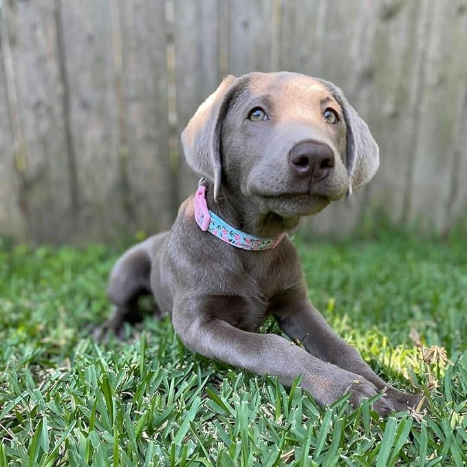 Blueberry Pet Made Well Cute Floral Print Adjustable Dog Collar in Light Blue with Pink Silk Flower, X-Small, Neck 7.5-10", Dog Collars for Small Dogs, Puppy Collar, Extra Small Dog Collar