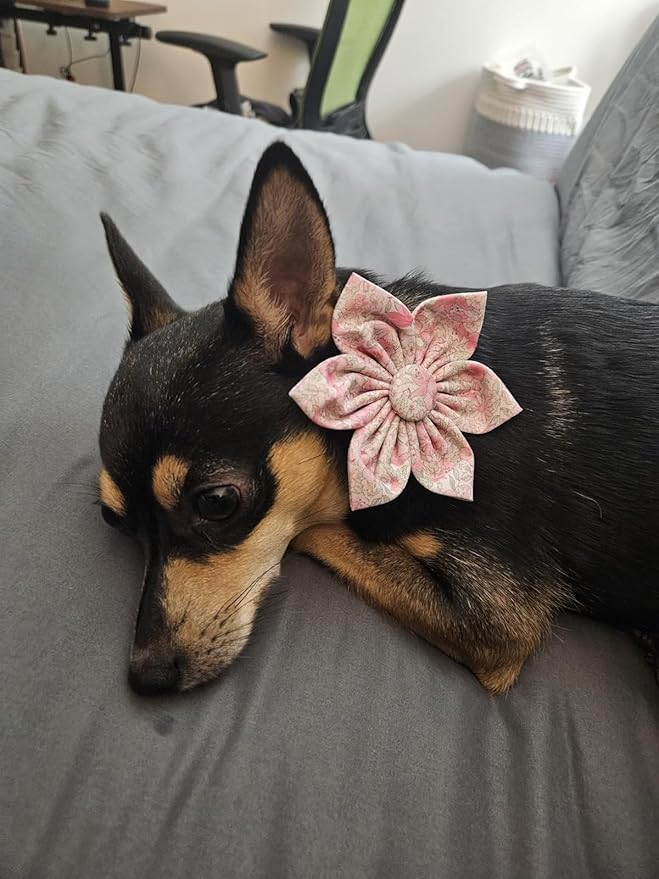 Lionet Paws Design Dogs Collar Cute Adjustable Flower Dog Collars for Girl Female Medium Large Dogs with Spring Floral XL