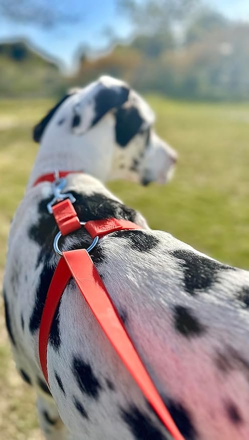 No-Pull Dog Leash, Chew Resistant, Waterproof, Durable PVC Material, Multiple Sizes and Colors (Red, Small)