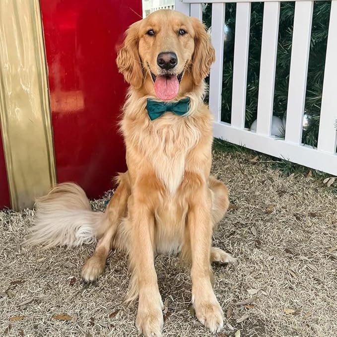 PETDURO Custom Dog Collar Personalized with Name Engraved Rose Gold Metal Buckle for Large Medium Small Dogs - Soft Cute Velvet Dog Leash and Bow Tie Available (Christmas Green RG, L)