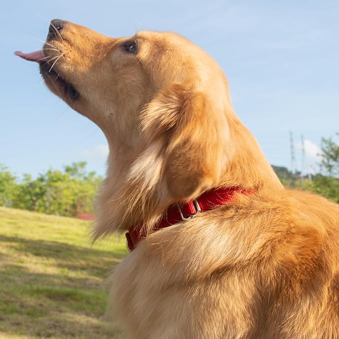 Hyhug Small Dog Collar Quick-Release Red| Heavy-Duty Nylon Puppy Collar, Adjustable & Durable Pet Supplies for Boy & Girl Dogs (Small, Red)