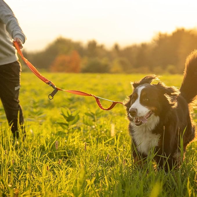 Hands Free Dog Leash - Waist or Shoulder Leash for Walking and Hiking with Medium and Large Dogs, Adjustable 4 to 6 FT Outdoor Bungee Lead with Traffic Handle by Nuvuq (18-120 lbs, Orange)
