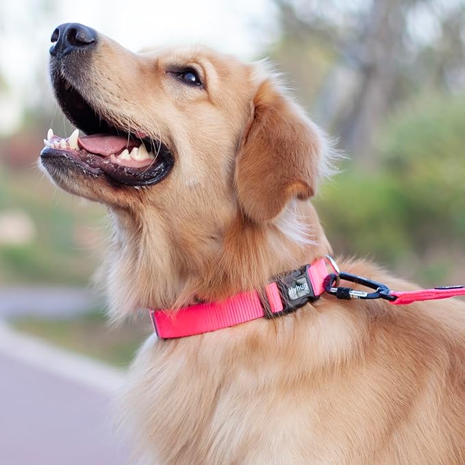 Hyhug Medium Dog Collar, Pink:Heavy-Duty Quick-Release Nylon Buckle, Adjustable & Durable, Cute Dog Collar (Medium, Candy Pink)