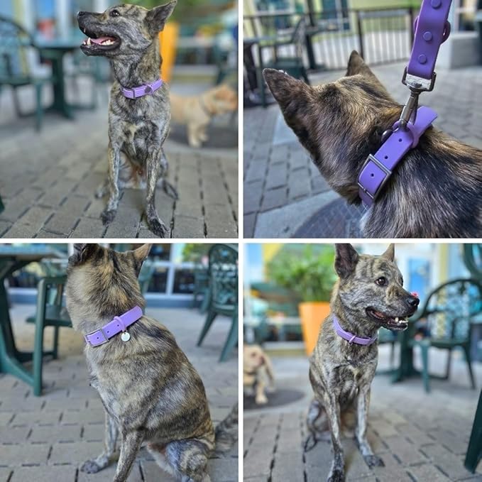 Waterproof Dog Collar, Soft Comfortable Pet Collars, Adjustable Odor Proof Heavy Duty Dog Collars Easy to Clean for Large, Medium Small Dogs by Bee N Buu (Purple, Medium (length12-16, Width 3/4"))