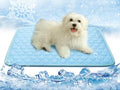 Upgraded Self-Cooling Mat for Dogs & Cats - Thicken, Washable, Non-Toxic, Foldable & Non-Slip Dog Cooling mat Pet Cooling Pad for Indoor, Outdoor, Car- Perfect for Summer (Blue, 18“*24”(Small))