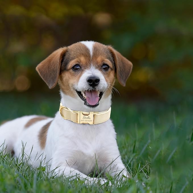 Personalized Velvet Dog Collar with Name & Phone Custom Dog Collar Personalized Name and Phone Number, Custom Collar Leash for Dogs, Engraved Metal Buckle Collar (Style - A)