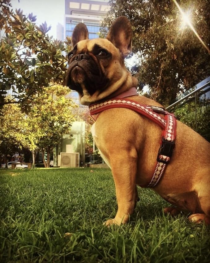 Blueberry Pet 4 Colors Soft & Comfy 3M Reflective Jacquard Padded Dog Harness, Chest Girth 20.5" - 26", Marsala Red, Medium, Adjustable Harnesses for Dogs
