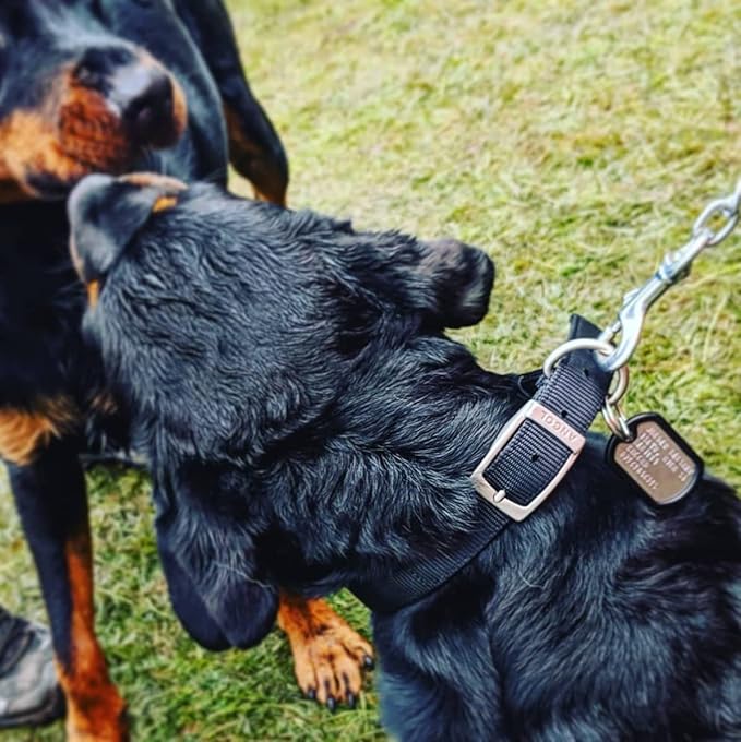 Dog Tags for Dogs, Custom Dog Collar ID Tag Personalized for Pets - Super Tough, Quiet Embossed Military Style Stainless Steel Dog Name tag (Green)