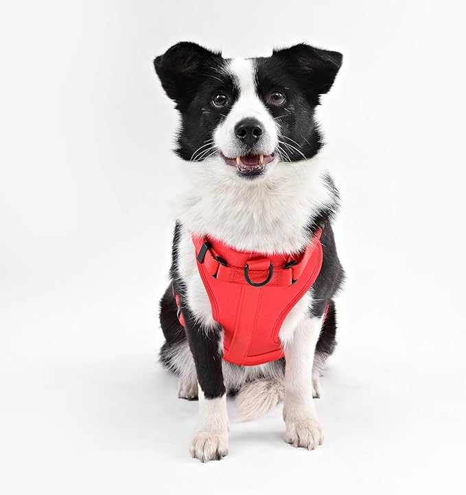 HNS1003M Arlo Large Adjustable Soft Padded No Pull Pet Harness with 3 Buckles and 3 Leash Clips, Shirley