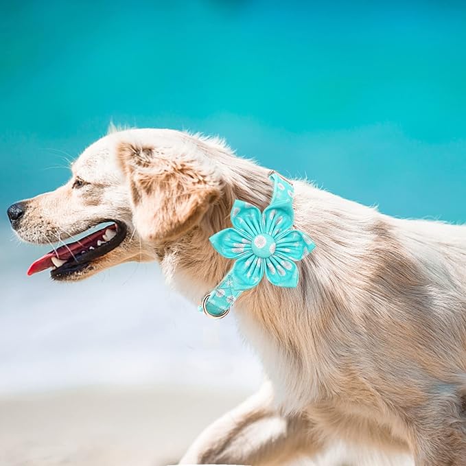 Elegant Little Tail Girl Dog Collar with Flower - Summer Collar for Small, Medium & Large Dogs