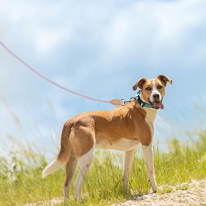 Mile High Life Rope Leash with Genuine Leather Connection, 6 FT/5 FT/4 FT, Heavy Duty Leash for Small Medium & Large Dogs (Purple,48 Inch)