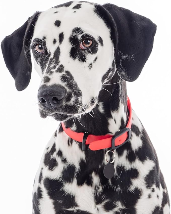 Waterproof Dog Collar - Durable, Comfortable and Adjustable Outdoor Dog Collar with Wear Resistant Buckle and ID Tag Ring for Puppies and XSmall Dogs by Nuvuq (Red, XSmall)