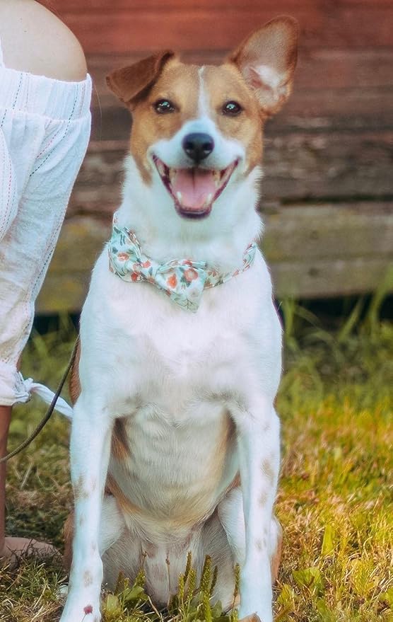 Elegant little tail Dog Collar with Bow, Comfotable Dog Bowtie, Bowtie Dog Collar Adjustable Dog Collars for Small Medium Large Dogs and Cats