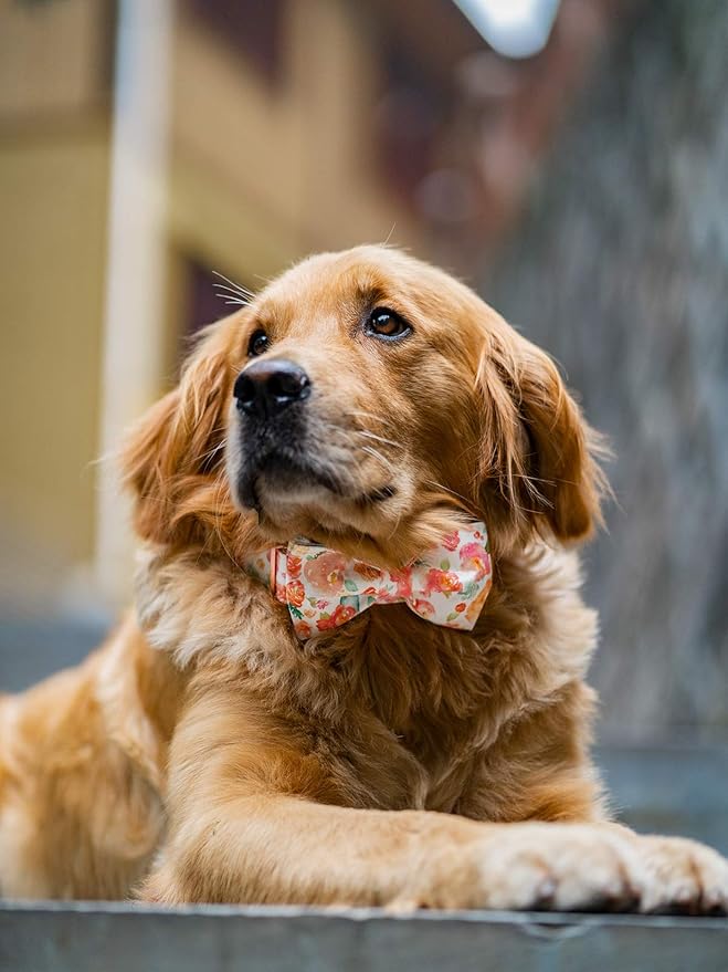 Elegant little tail Dog Collar with Bow, Cotton & Webbing, Bowtie Dog Collar, Adjustable Dog Collars for Small Medium Large Dogs and Cats
